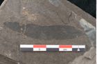 Foto (Detailansicht) von Eucalyptus oceanica Unger (NHMW-GEO-2024-0188-8031)